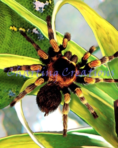 (image for) Snippet Scary Creatures